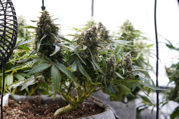 LST on Autoflowers 03-06.2026. Week 11