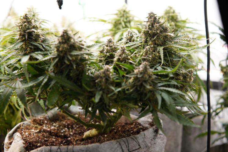 LST on Autoflowers 03-06.2026. Week 11
