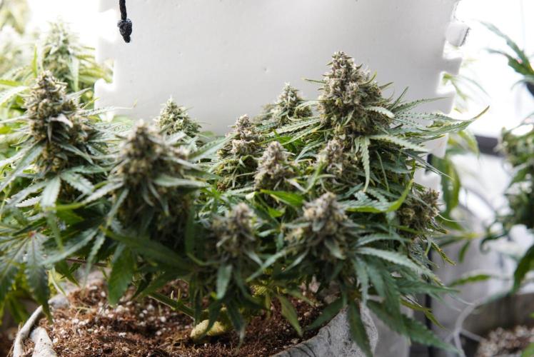 LST on Autoflowers 03-06.2026. Week 11