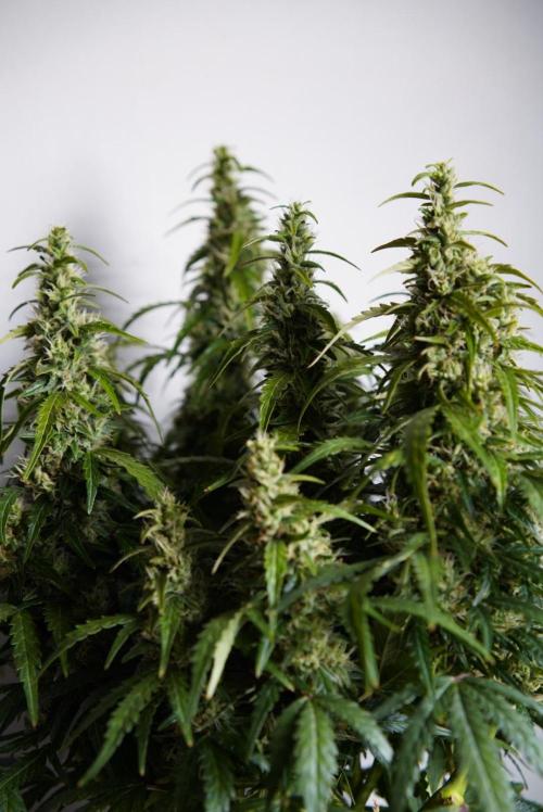 LST on Autoflowers 03-06.2026. Week 11