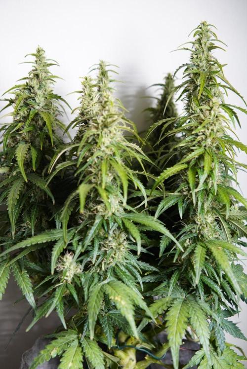 LST on Autoflowers 03-06.2026. Week 11