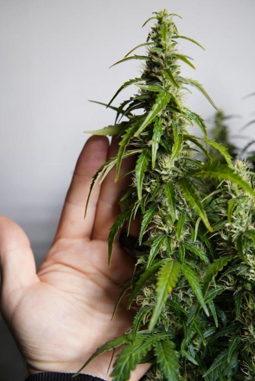 LST on Autoflowers 03-06.2026. Week 11