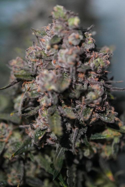 LST on Autoflowers 03-06.2026. Week 11
