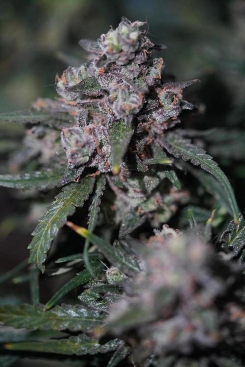 LST on Autoflowers 03-06.2026. Week 11 - PURPLE 