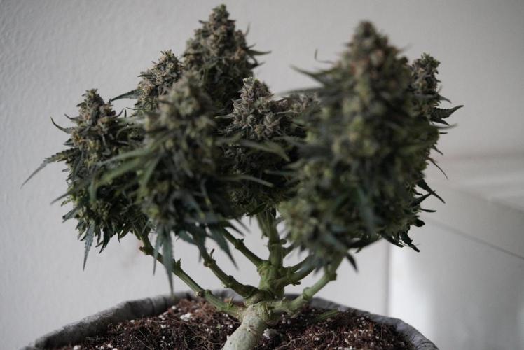 LST on Autoflowers 03-06.2026. Week 11 - CANOPY