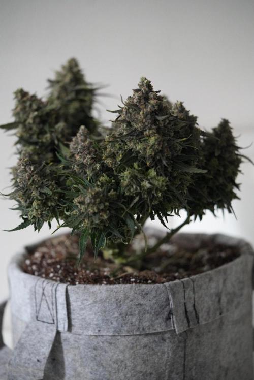 LST on Autoflowers 03-06.2026. Week 11 - LUSCIOUS