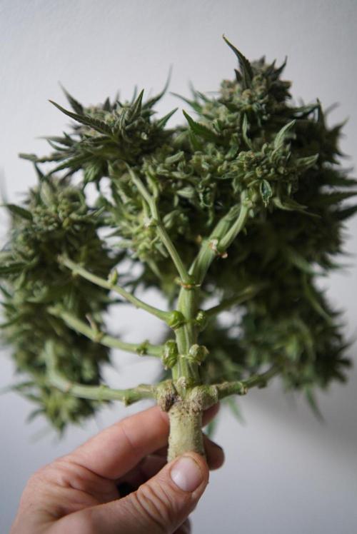 LST on Autoflowers 03-06.2026. Week 11 - LST == LOW STRESS TRAINING 
