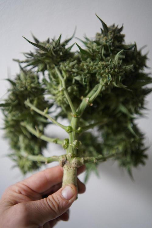 LST on Autoflowers 03-06.2026. Week 11 - BONSAI CANNABIS