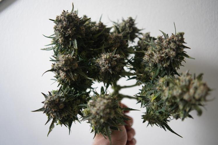 LST on Autoflowers 03-06.2026. Week 11 - LST #BONSAICANNABIS
#LSTBONSAICANNABIS