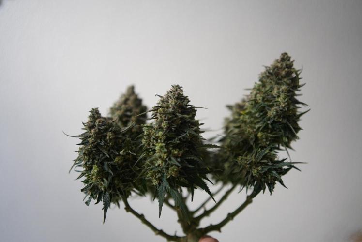 LST on Autoflowers 03-06.2026. Week 11 - LST BONSAI CANNABIS