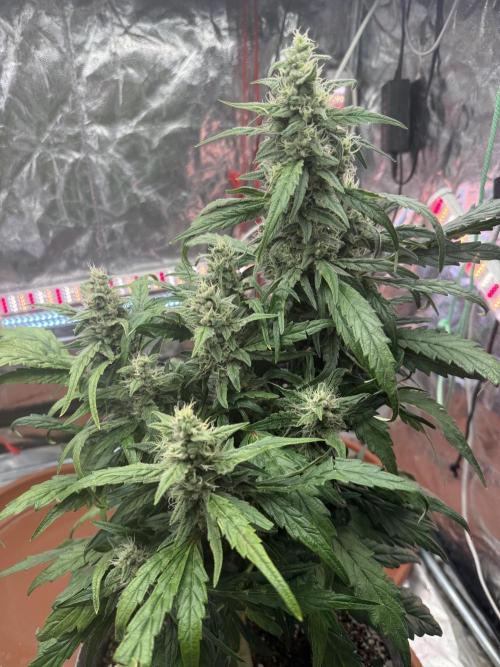 LST on Autoflowers 03-06.2026. Week 11 - 1/2