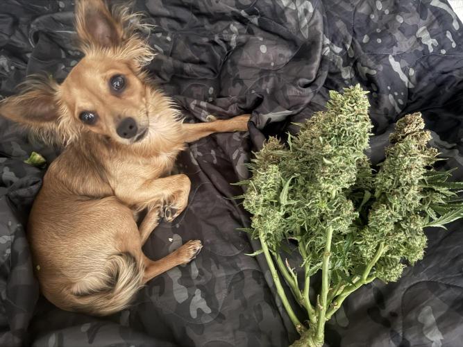 LST on Autoflowers 03-06.2026. Week 11 - My helper 