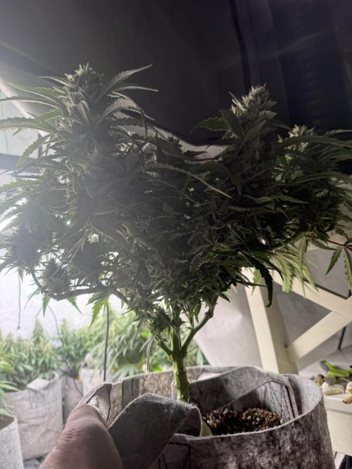 LST on Autoflowers 03-06.2026. Week 11 - 2/2
