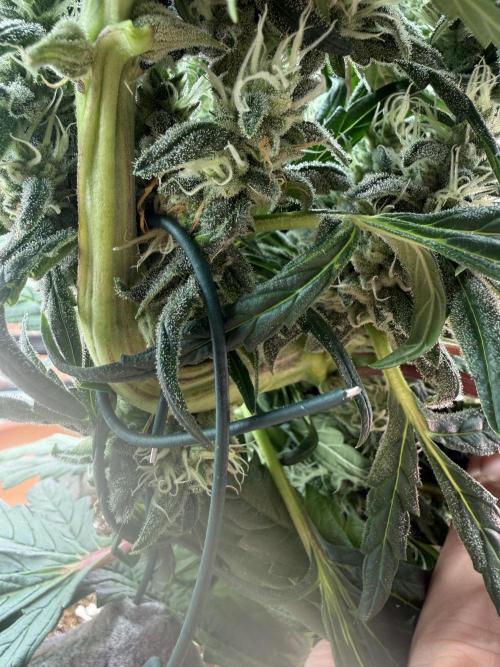 LST on Autoflowers 03-06.2026. Week 11