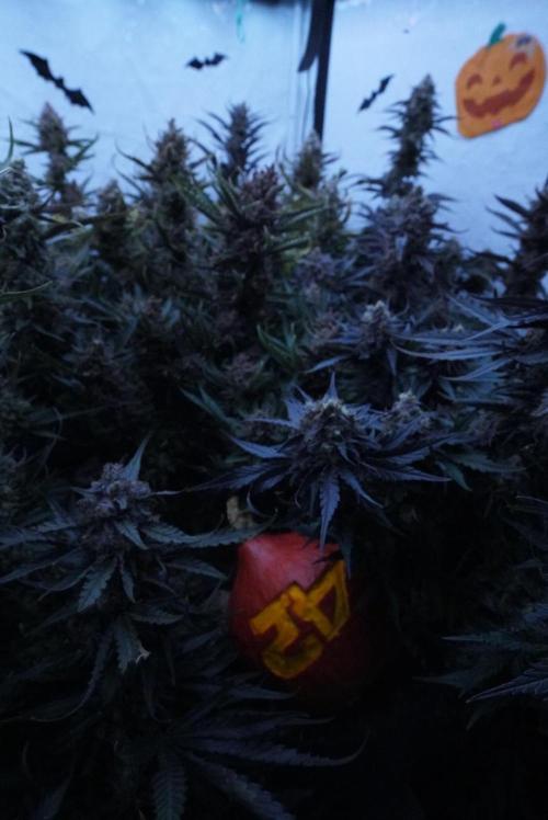 Fast Buds - Mendo Guava Auto by User8