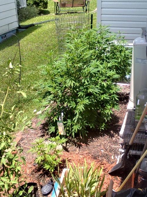 Gorilla Cookies FF. Week 8