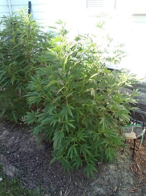 Cookie's 2026. Week 8 - Same day . Same plant. 