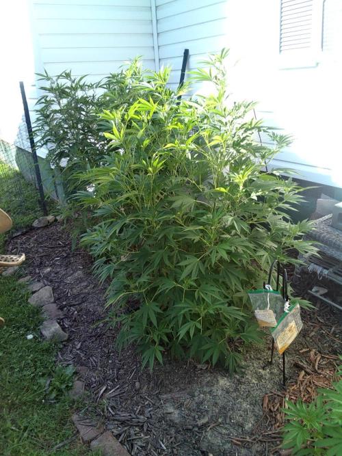 Gorilla Cookies FF. Week 8