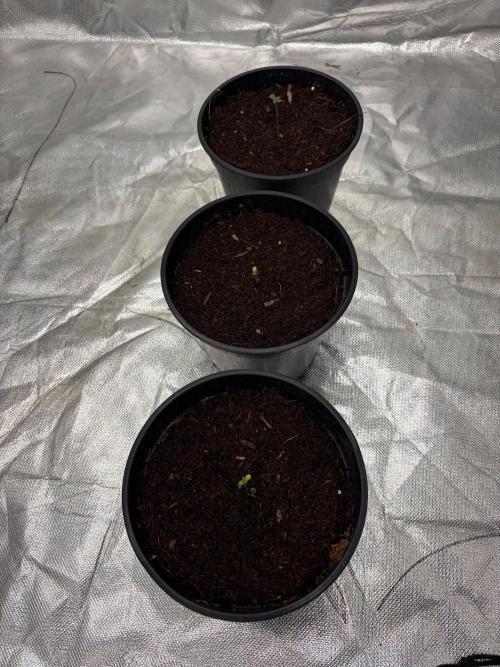 DOS SI DOS 33 - BARNEYS FARM - 1st diary. Week 0 - 1.15LT pot 
EC 0,8
PH 6,2
RH ~60%
Temp 27°C