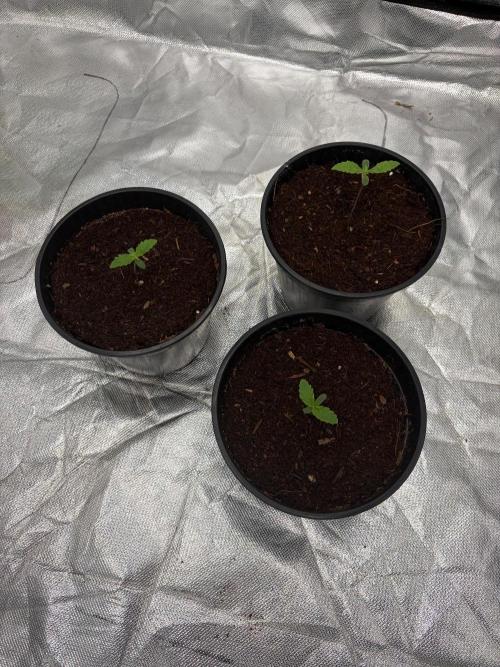 DOS SI DOS 33 - BARNEYS FARM - 1st diary. Week 0 - 1.15LT pot 
EC 0,8
PH 6,2
RH ~60%
Temp 25.5°C