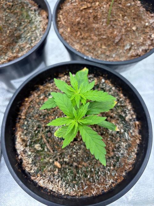 DOS SI DOS 33 - BARNEYS FARM - 1st diary. Week 3