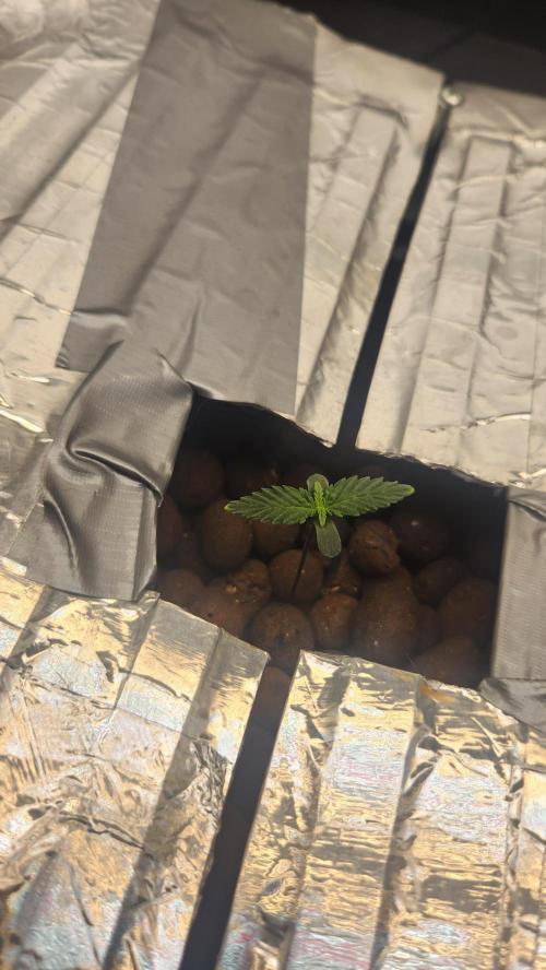 Auto Banana Blaze. Week 1