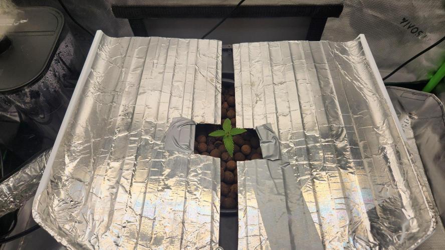 Autobanana indoor. Week 2