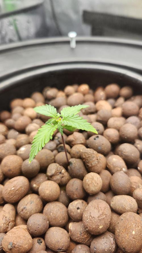 Autobanana indoor. Week 2