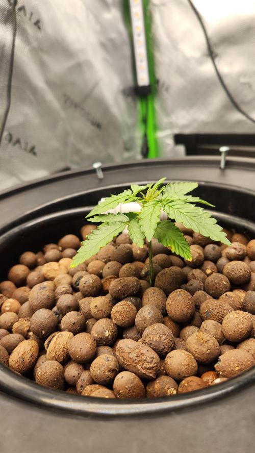 Autobanana indoor. Week 3
