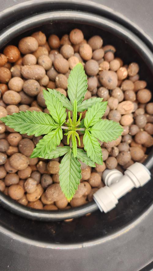 Autobanana indoor. Week 3