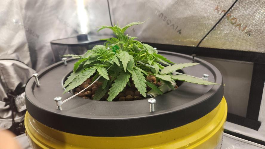 Autobanana indoor. Week 4