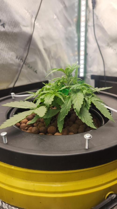 Autobanana indoor. Week 4