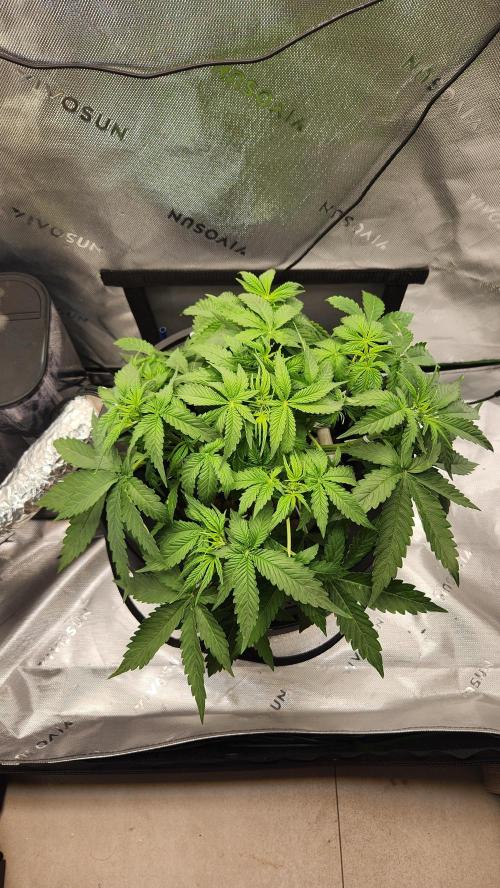 Autobanana indoor. Week 5