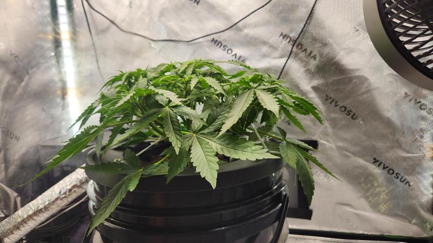 Autobanana indoor. Week 5