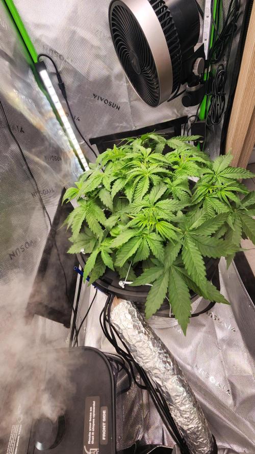 Autobanana indoor. Week 5