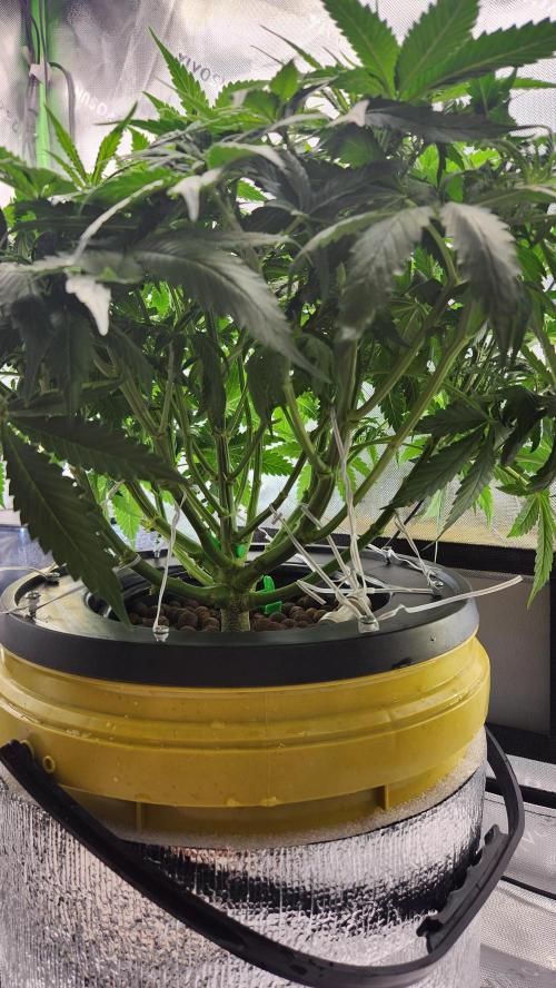 Autobanana indoor. Week 6