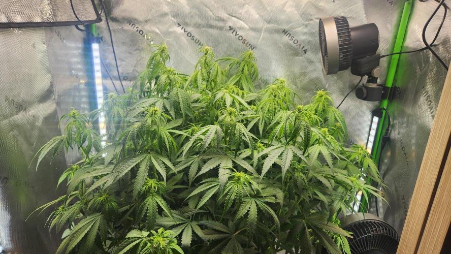 Autobanana indoor. Week 7