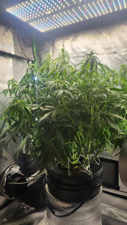 Autobanana indoor. Week 7