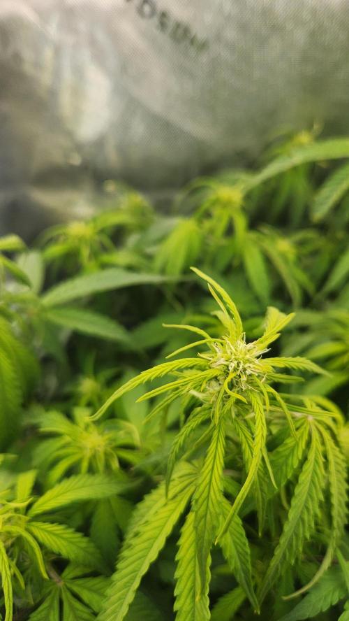Autobanana indoor. Week 7