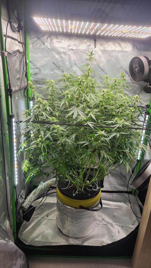 Autobanana indoor. Week 8