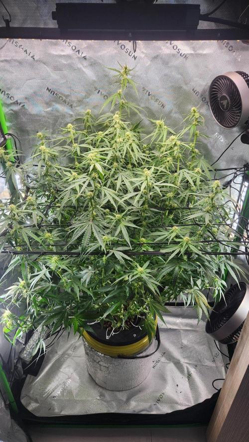Autobanana indoor. Week 8