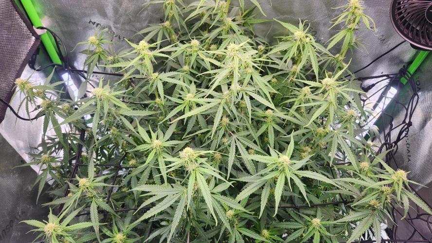 Autobanana indoor. Week 8