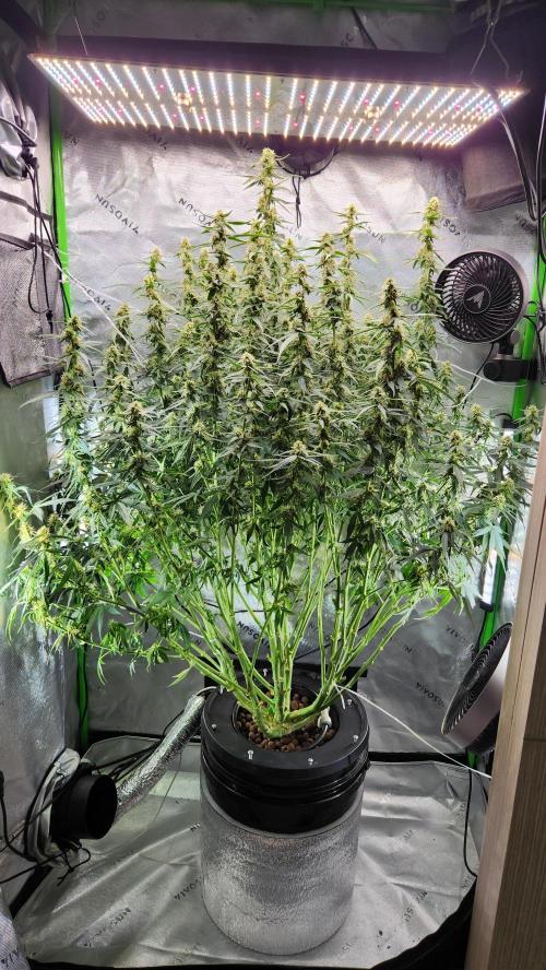 Autobanana indoor. Week 9