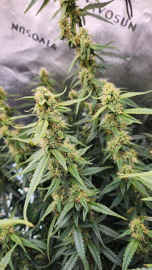 Autobanana indoor. Week 9
