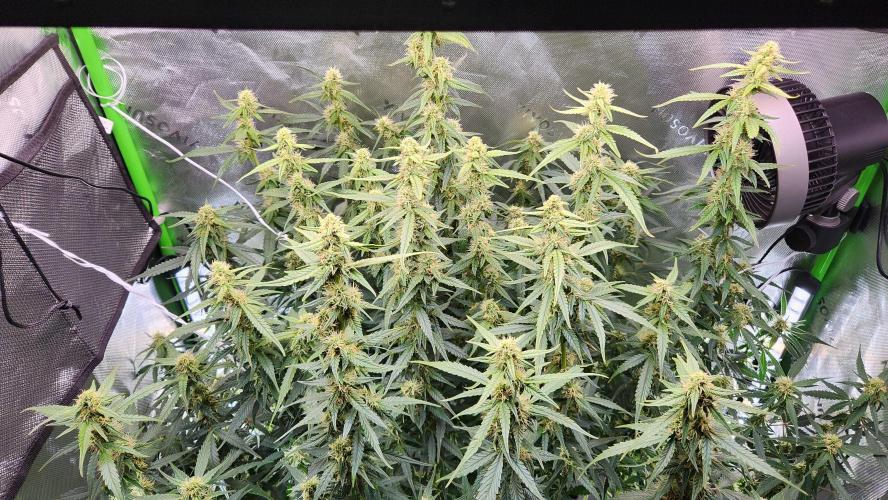 Auto Banana Blaze. Week 9