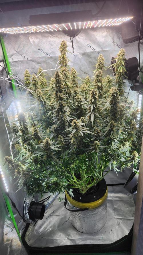 Autobanana indoor. Week 11