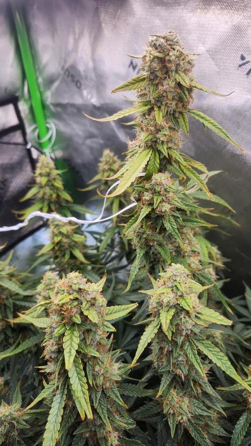 Autobanana indoor. Week 11