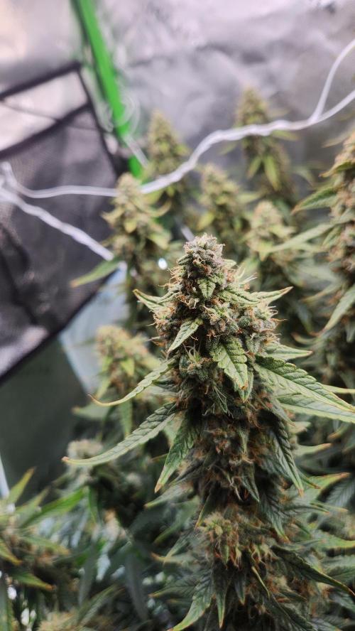 Autobanana indoor. Week 11