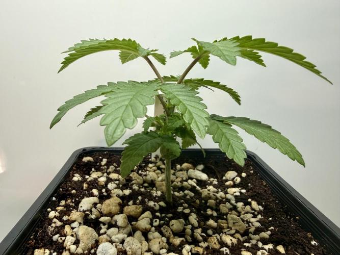ISO Blueberry Cupcake keeper. Week 2 - Blackberry Moonrocks side profile 