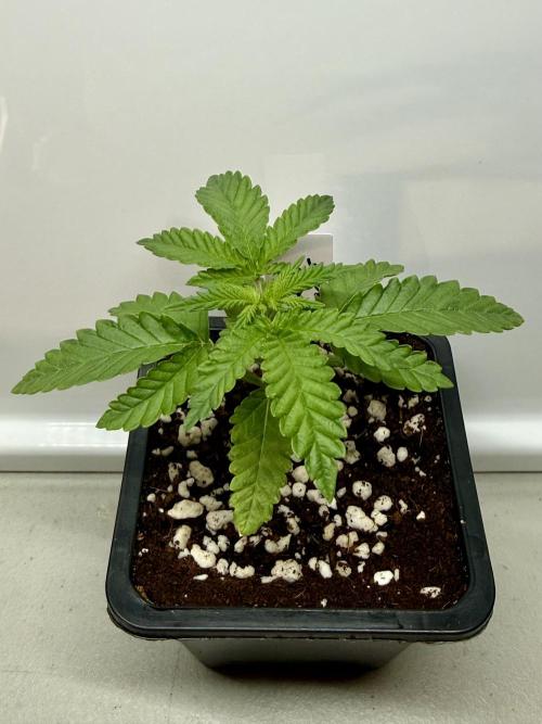 ISO Blueberry Cupcake keeper. Week 2 - Blueberry Cupcake #1
(Humboldt Seed Company)